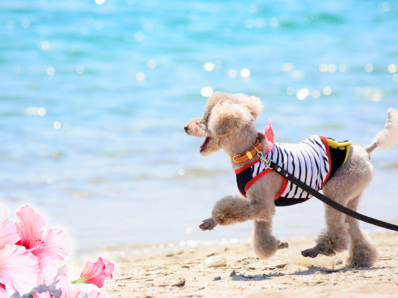 メディケア縁 Aloha