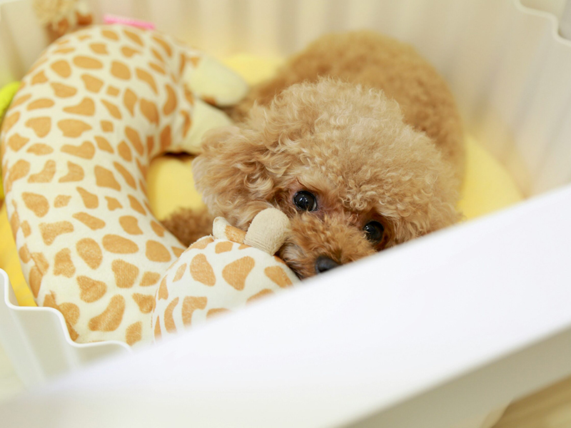 メディケア縁 Aloha