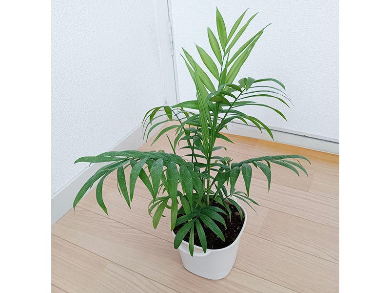 アイリー八零八